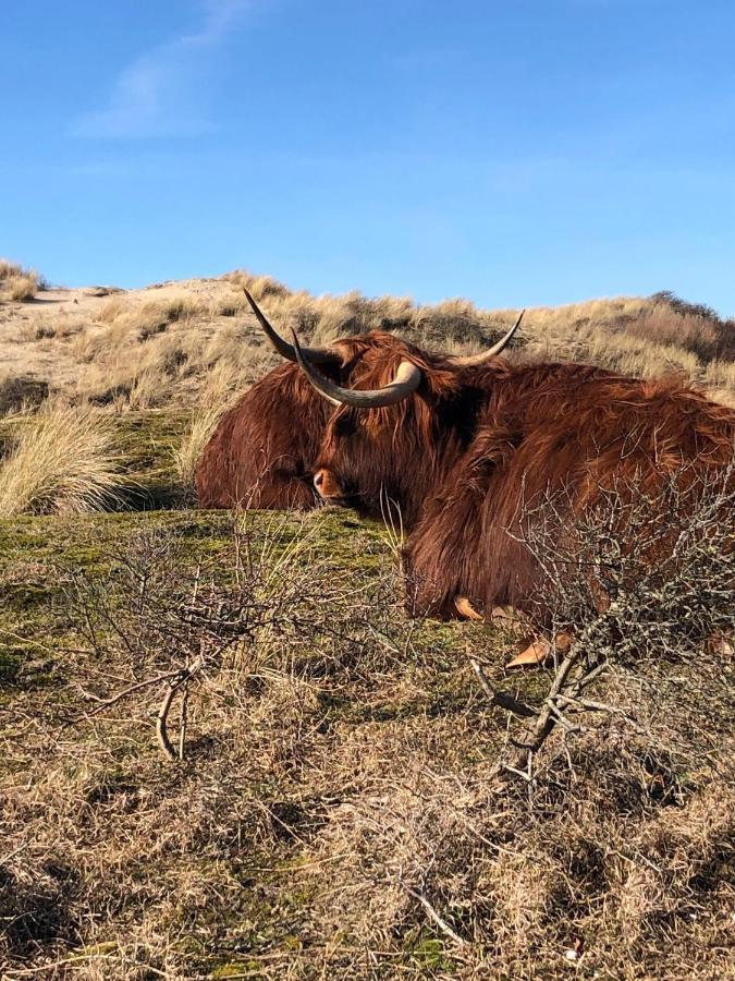 Zomerhuis Beach Enjoy Egmond aan Zee Eksteriør billede